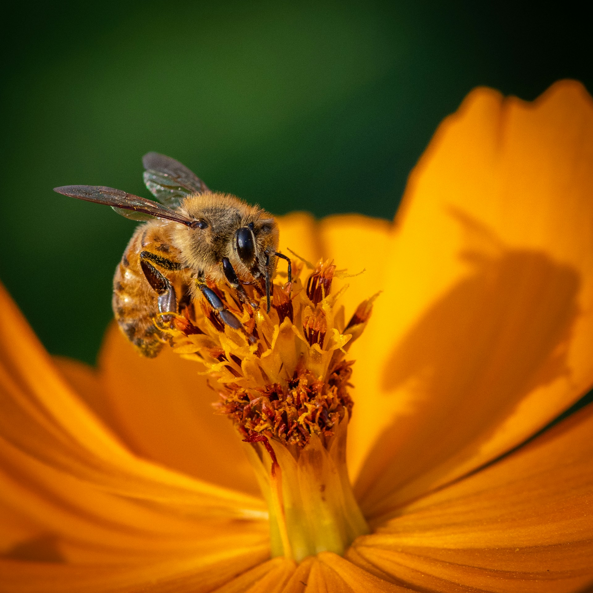 para que sirve polen abejas