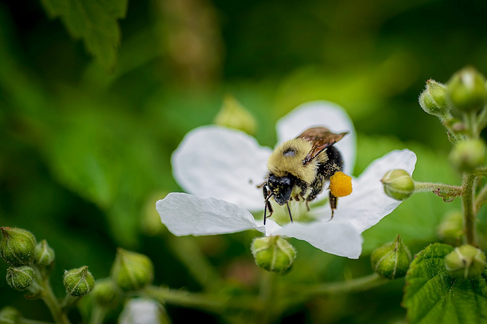abeja recolectando polen
